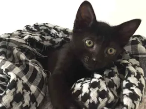 Gato raça SRD idade 2 a 6 meses nome Leandro
