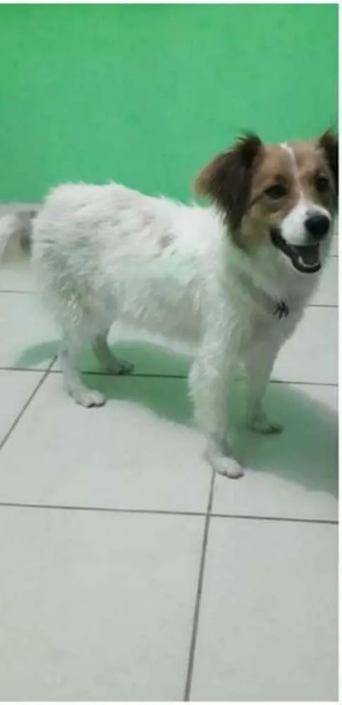 Cachorro ra a Sem raça  idade 1 ano nome Jully