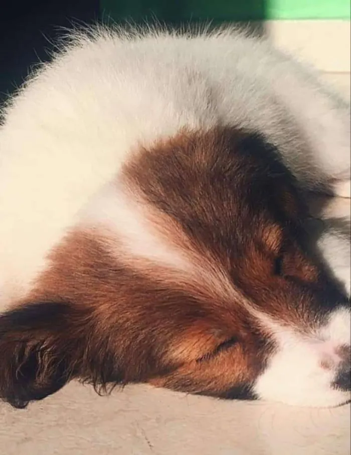 Cachorro ra a Sem raça  idade 1 ano nome Jully