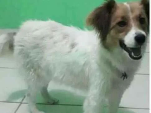 Cachorro ra a Sem raça  idade 1 ano nome Jully