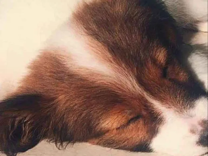 Cachorro ra a Sem raça  idade 1 ano nome Jully
