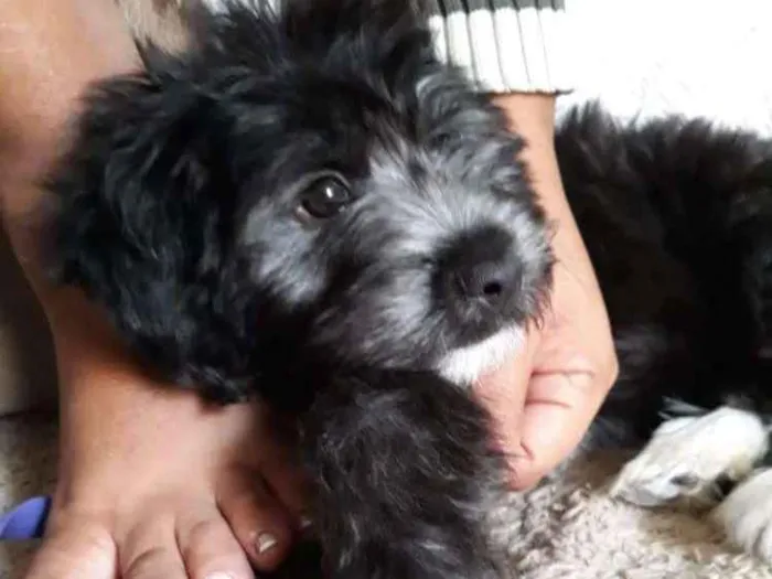 Cachorro ra a Mistura idade 7 a 11 meses nome Princesa