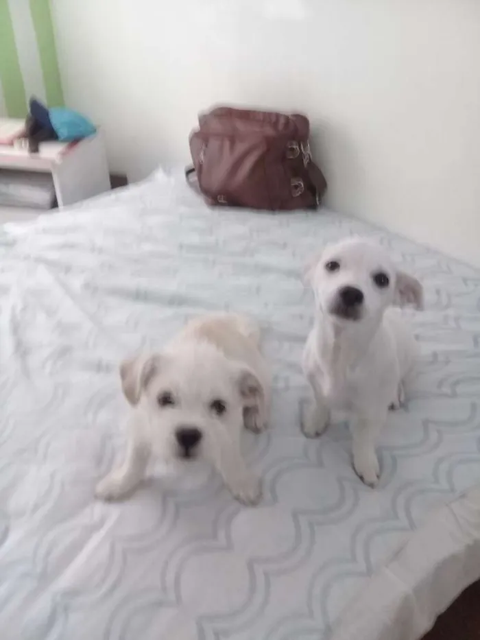Cachorro ra a SRD idade 1 ano nome Não  tem