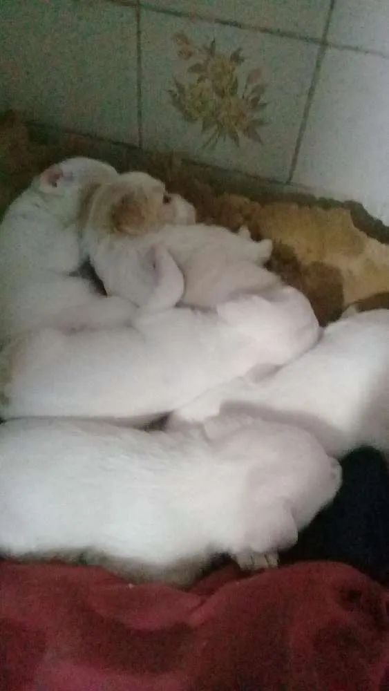 Cachorro ra a SRD idade 2 a 6 meses nome Não  tem