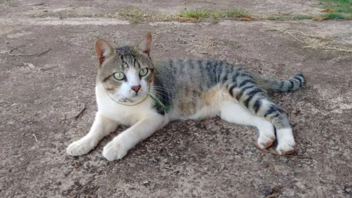 Gato ra a mestiço idade 3 anos nome PITTY