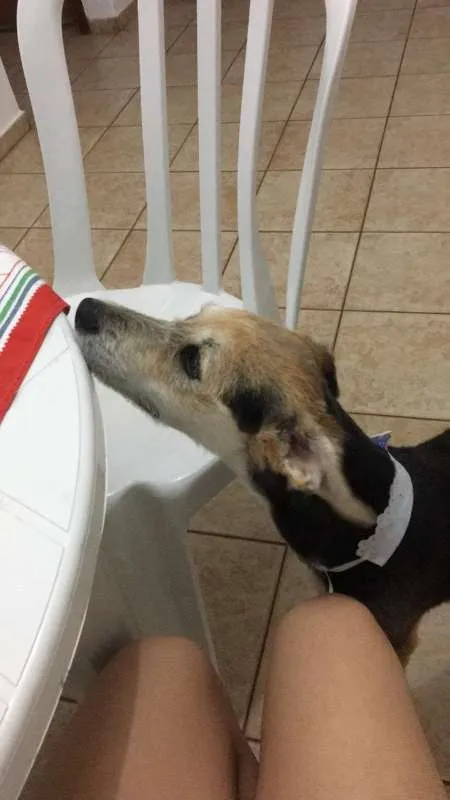 Cachorro ra a Sem raça definida idade 7 a 11 meses nome Lupo