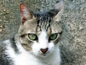 Gato raça mestiço idade 3 anos nome PITTY