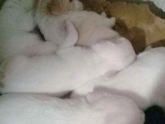 Cachorro ra a SRD idade 2 a 6 meses nome Não  tem