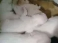Não tem