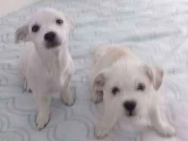 Cachorro ra a SRD idade 1 ano nome Não  tem