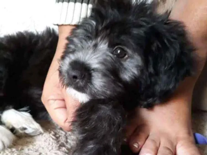 Cachorro ra a Mistura idade 7 a 11 meses nome Princesa