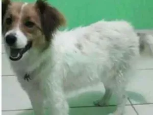 Cachorro raça Sem raça  idade 1 ano nome Jully