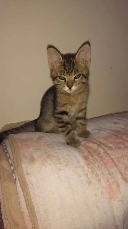 Gato raça  idade 2 a 6 meses nome HULCK