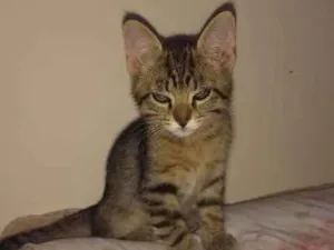 Gato raça  idade 2 a 6 meses nome HULCK