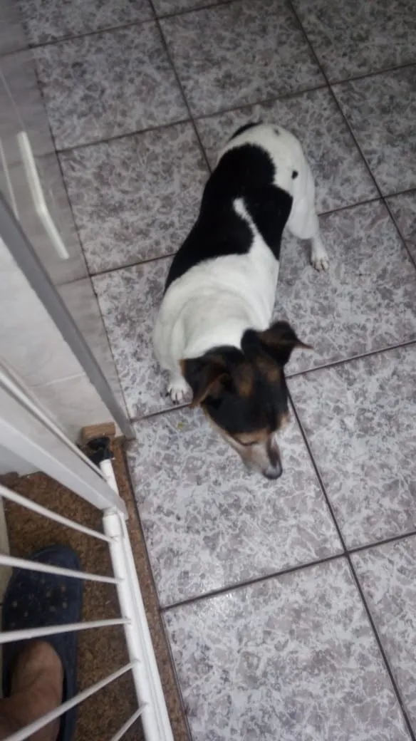 Cachorro ra a Fox Paulistinha idade 6 ou mais anos nome Silveirinha