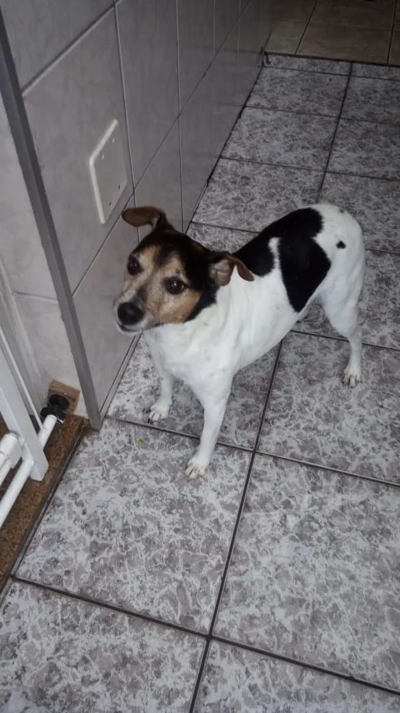 Cachorro ra a Fox Paulistinha idade 6 ou mais anos nome Silveirinha