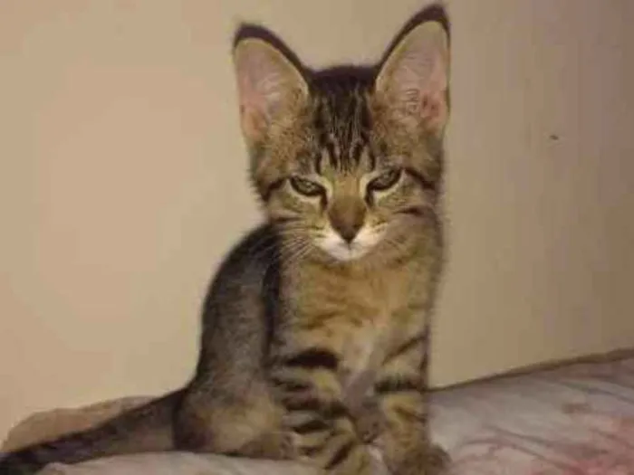 Gato raça  idade 2 a 6 meses nome HULCK