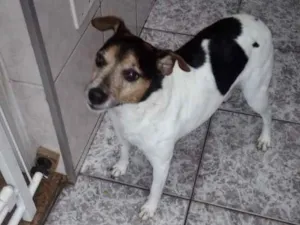 Cachorro raça Fox Paulistinha idade 6 ou mais anos nome Silveirinha