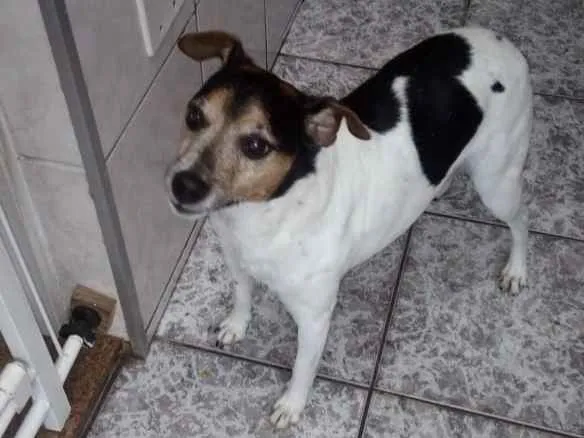 Cachorro ra a Fox Paulistinha idade 6 ou mais anos nome Silveirinha