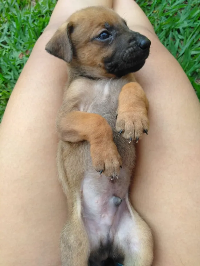 Cachorro raça Vira Lata idade Abaixo de 2 meses nome Filhotes