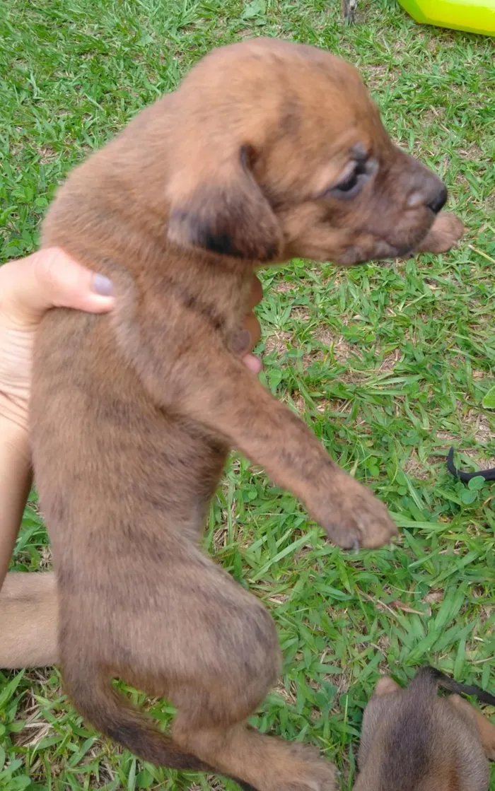 Cachorro raça Vira Lata idade Abaixo de 2 meses nome Filhotes