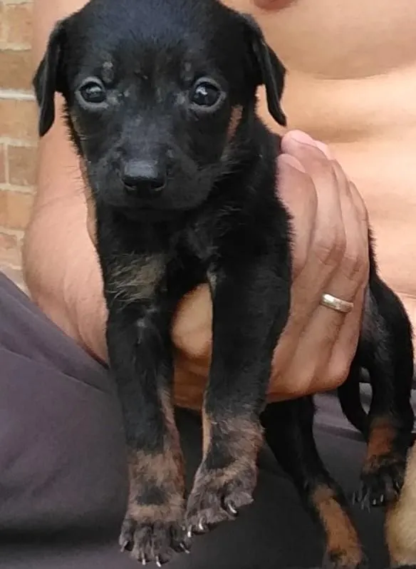 Cachorro raça Vira Lata idade Abaixo de 2 meses nome Filhotes