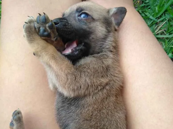 Cachorro raça Vira Lata idade Abaixo de 2 meses nome Filhotes