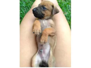 Cachorro raça Vira Lata idade Abaixo de 2 meses nome Filhotes