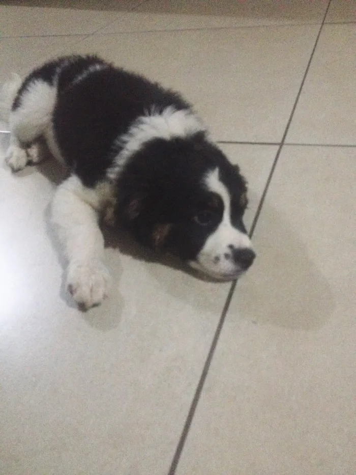 Cachorro ra a Vira lata  idade 2 a 6 meses nome Luna
