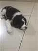 Cachorro raça Vira lata  idade 2 a 6 meses nome Luna