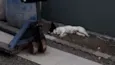 BILUZINHA