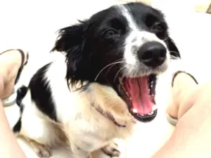Cachorro raça SRD idade 1 ano nome BILUZINHA