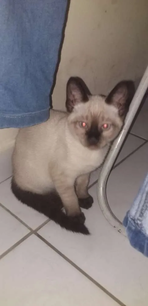 Gato ra a Mestico siames idade 2 a 6 meses nome Sem nome