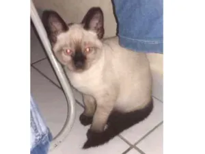 Gato raça Mestico siames idade 2 a 6 meses nome Sem nome