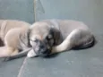 CRIA CORAÇAO