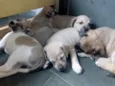 CRIA CORAÇAO