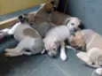 CRIA CORAÇAO