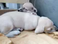 CRIA CORAÇAO
