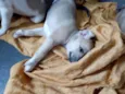 CRIA CORAÇAO