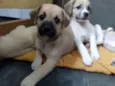 CRIA CORAÇAO