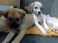 CRIA CORAÇAO