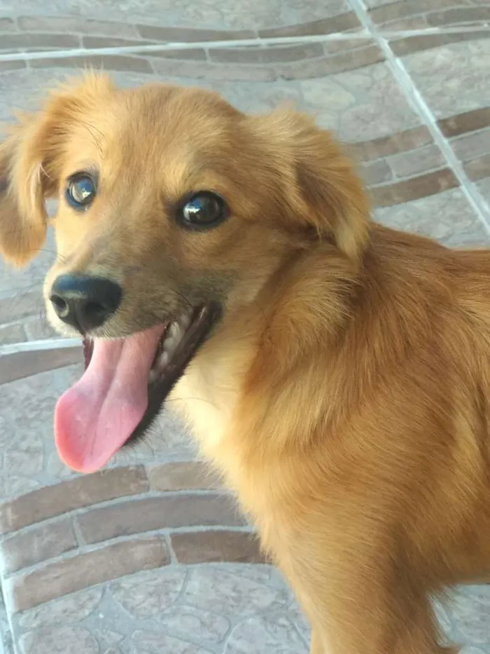 Cachorro ra a Não sei  idade 2 a 6 meses nome Fox