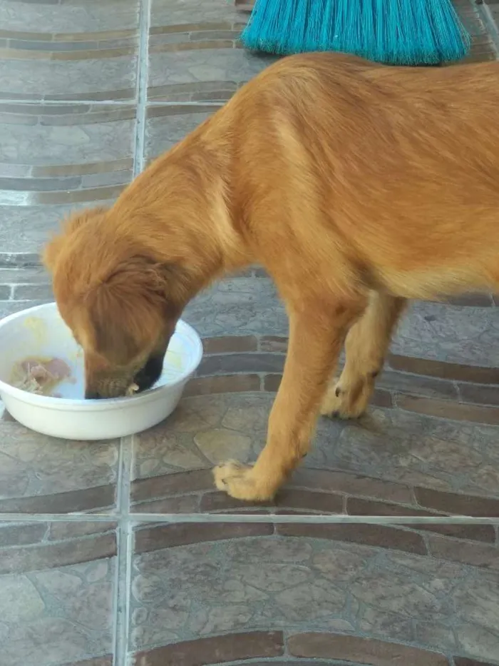 Cachorro ra a Não sei  idade 2 a 6 meses nome Fox