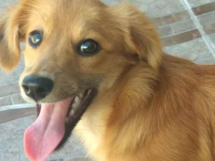 Cachorro ra a Não sei  idade 2 a 6 meses nome Fox