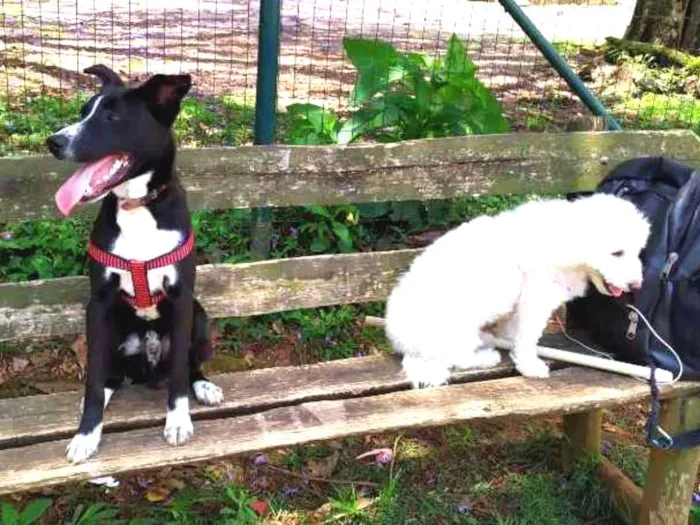 Cachorro ra a Sem raça definida idade 7 a 11 meses nome Bira