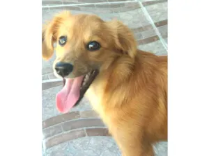 Cachorro raça Não sei  idade 2 a 6 meses nome Fox