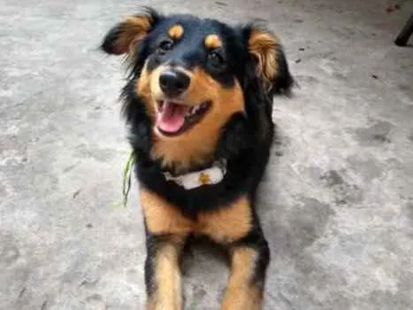 Cachorro ra a  idade 5 anos nome Meisy