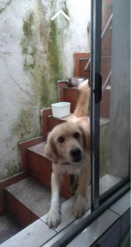 Cachorro ra a Labrador com Golden retriver idade 2 anos nome Bobby