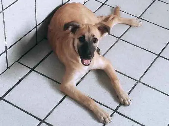 Cachorro ra a indefinida idade 2 anos nome Malu