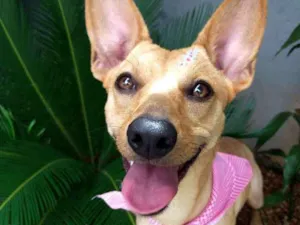 Cachorro raça Srd idade 7 a 11 meses nome Mel